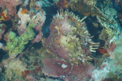 Spondylus