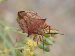 Carpocoris mediterraneus