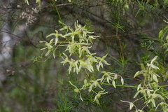 Clematis leptophylla