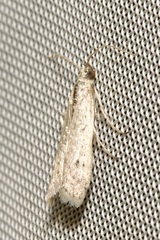 Homoeosoma nebulella
