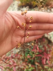 Scrophularia incisa