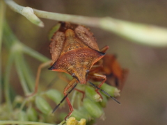 Carpocoris mediterraneus