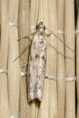 Homoeosoma nebulella