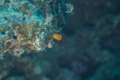 Cladopsammia gracilis