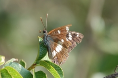 Limenitis reducta