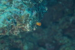 Cladopsammia gracilis