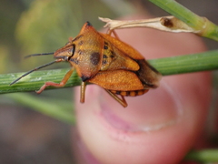 Carpocoris mediterraneus