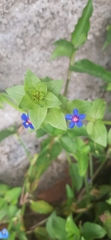 Anagallis