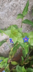 Anagallis