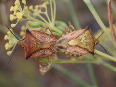 Carpocoris mediterraneus