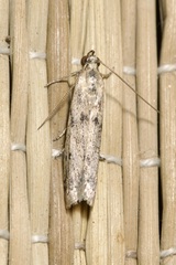 Homoeosoma nebulella