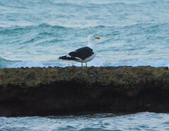 Larus dominicanus vetula