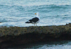 Larus dominicanus vetula
