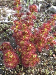 Drosera stolonifera