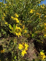 Osteospermum moniliferum