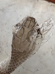 Malpolon monspessulanus