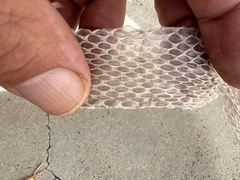 Malpolon monspessulanus