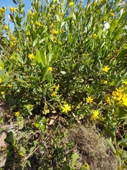 Osteospermum moniliferum