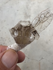 Malpolon monspessulanus