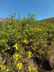 Osteospermum moniliferum