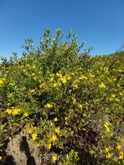 Osteospermum moniliferum