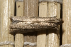 Eccopisa effractella