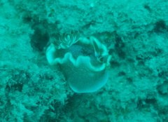 Glossodoris