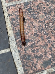 Tenebrio molitor