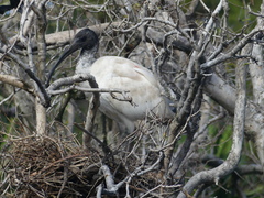 Threskiornis molucca