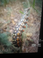 Hyles euphorbiae