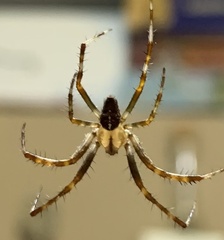 Araneus diadematus