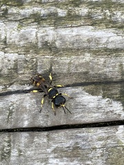 Ectemnius cephalotes