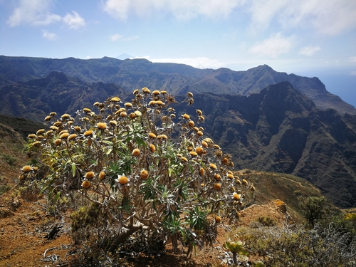 Carlina salicifolia