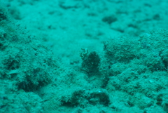 Glossodoris