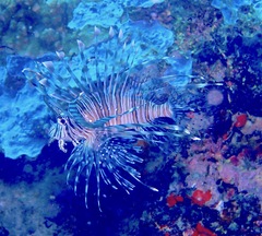 Pterois volitans