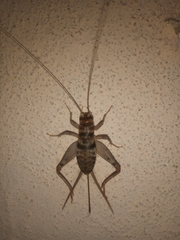 Gryllodes sigillatus