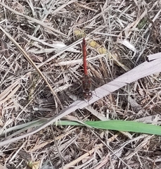 Sympetrum vulgatum