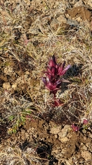 Angelica archangelica