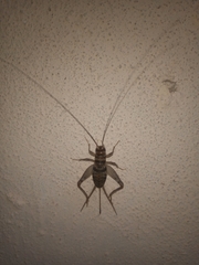 Gryllodes sigillatus