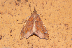 Deana hybreasalis