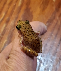 Eleutherodactylus marnockii