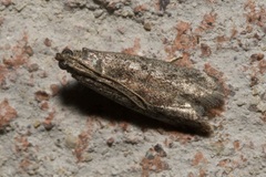 Ephestia elutella