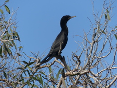 Phalacrocorax sulcirostris