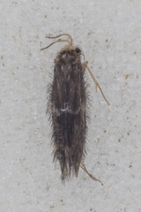 Hydroptilidae