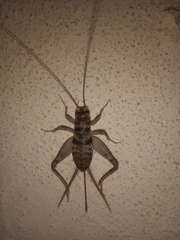 Gryllodes sigillatus
