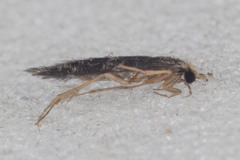 Hydroptilidae