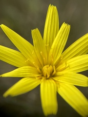 Microseris