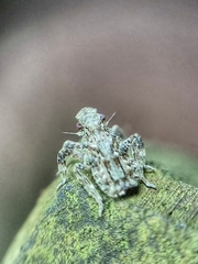 Fulgoridae