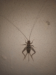 Gryllodes sigillatus