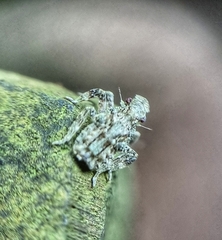 Fulgoridae